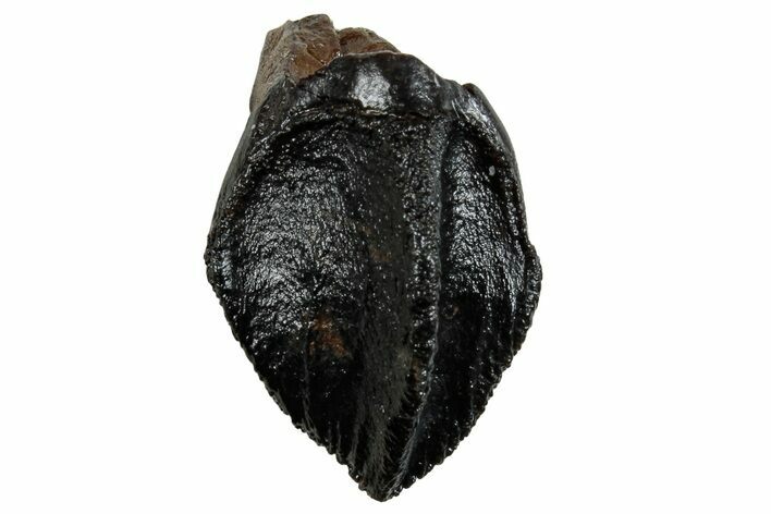 Unworn Triceratops Tooth - Wyoming #263402